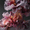 Mushrooms, variant on Vibrant Peony Blooms Canvas Print Wall Art Elegant for Living Room Bedroom Office Hotel Lobby Dining Room