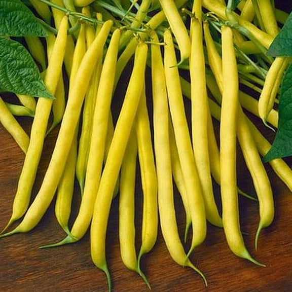 Golden Wax Bush Bean Seeds - 100 Count Seed Pack - A Favorite Among Home Gardeners for It's Delicious Buttery Flavor - Country Creek LLC