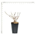 thumbnail image 4 of Van Zyverden Viburnum Sterile 4" Potted Rocketliners® 1 Plant White Full Sun Easy to Grow 2 lbs, 4 of 8