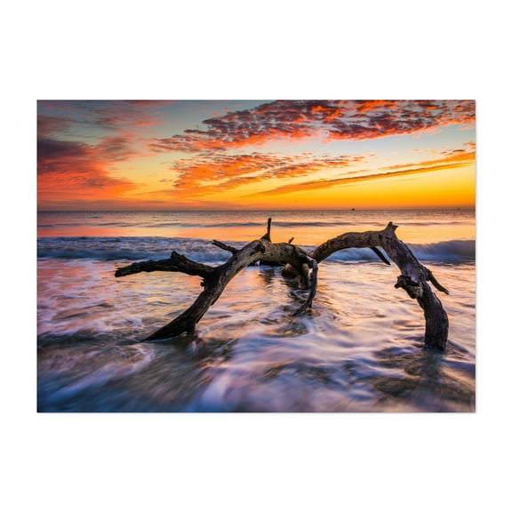 Driftwood Beach - Savannah Georgia Photography Unframed Wall Art Print 5 x 7 inches