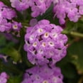 thumbnail image 2 of Lavender Trailing Lantana Plants Live, 4 to 6 Inch, Lantana Perennial for Outdoor Garden, 2 of 6