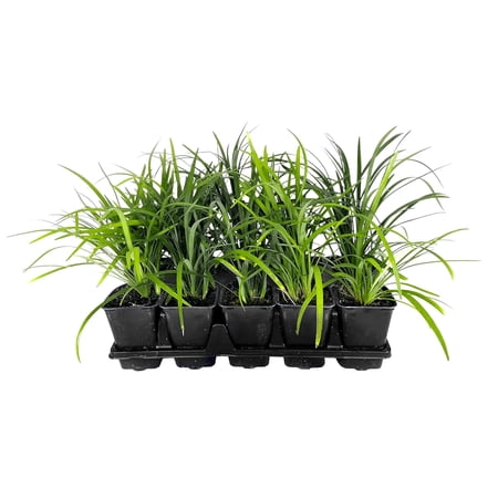 Super Blue Lilyturf - Liriope Muscari - 10 Live 4 Inch Pots - Drought Tolerant Low Maintenance Groundcover Plants
