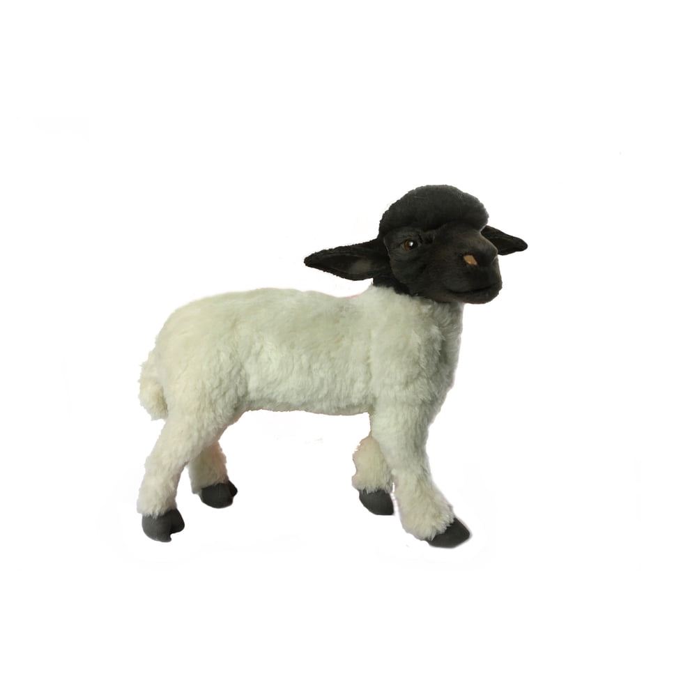 hansa sheep