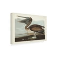 thumbnail image 2 of John James Audubon 'Brown Pelican' Canvas Art, 2 of 3