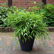 25 Dwarf Fountain Bamboo Seeds