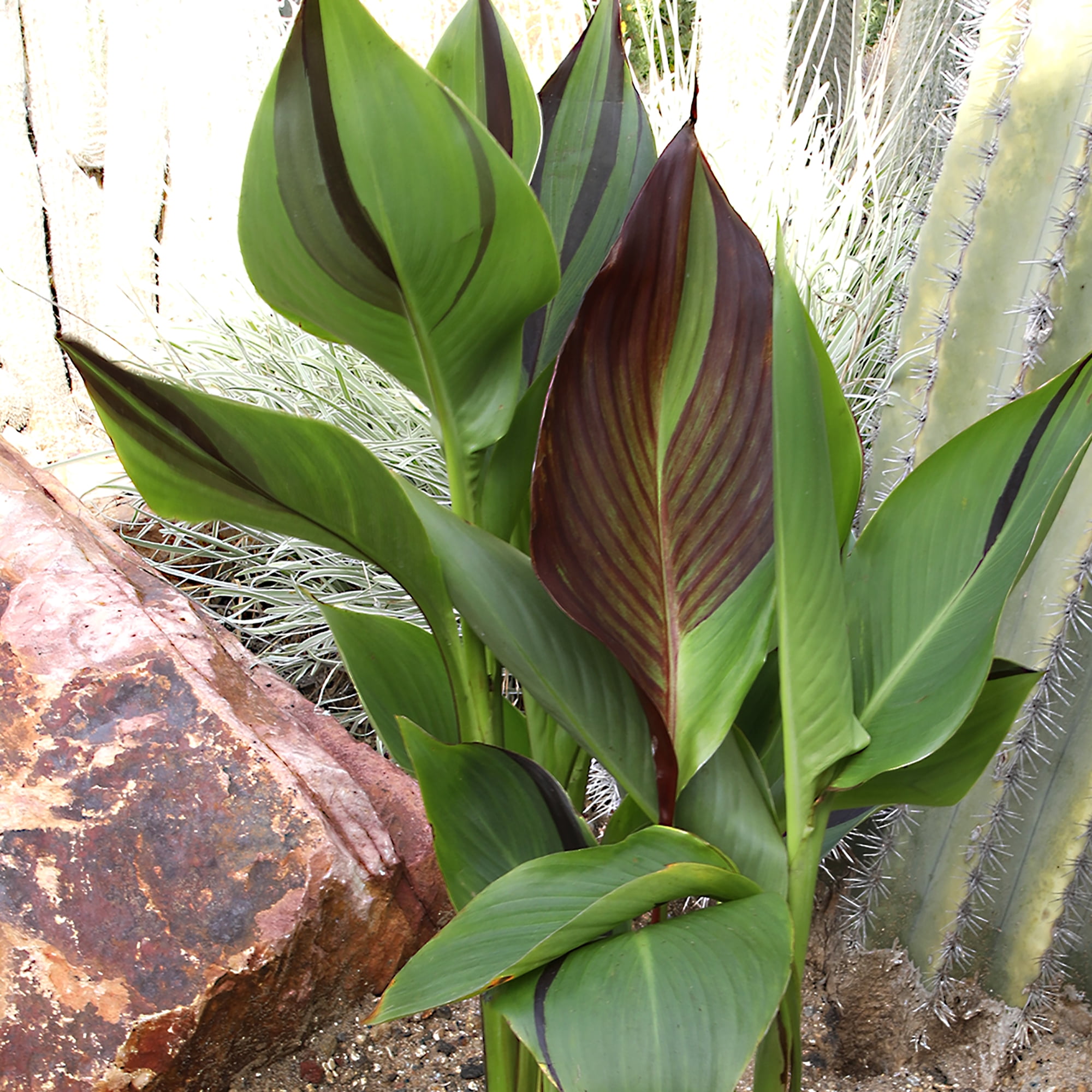 Altman Plants Kaleidoscope Canna Lily | 4qt. Grow Pot; Full Sun | Flowering Perennial, Outdoor Plant