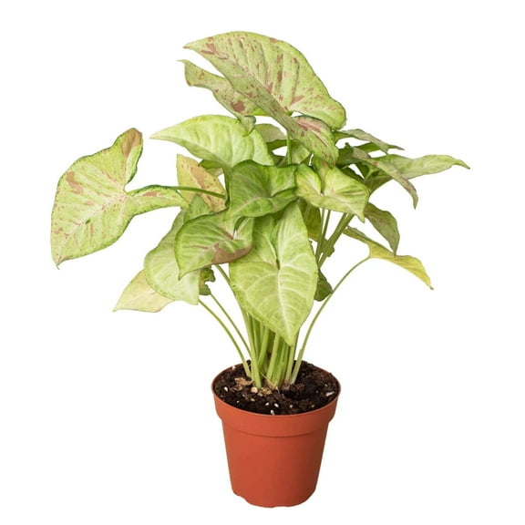 Syngonium Confetti Live Plant for Indoor | Different Houseplants in 4'' & 6'' Pot | Real House Plant Decor for Living Room, Office, Desk & Bathroom