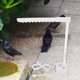 thumbnail image 4 of SWETRACE Boquilla Para De Para Bañera De Pájaros Compatible Con Varios, 4 of 8