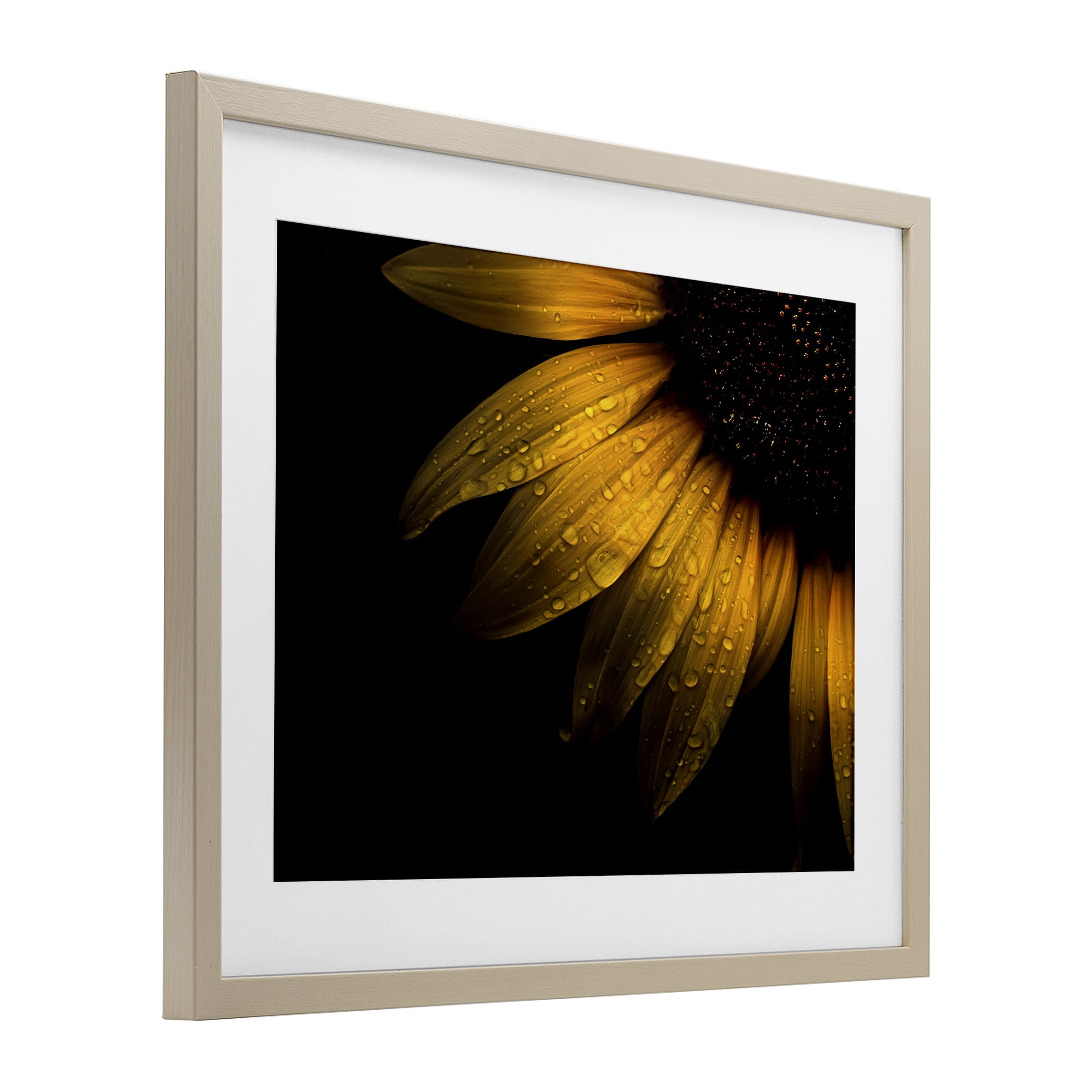 Water Droplets on Sunflower Birch Framed Print Under Glass, design by Brian Carson Photography