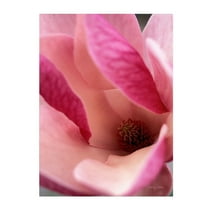 Trademark Fine Art 'Tulip Magnolia Blossom' Canvas Art by Kathy Yates