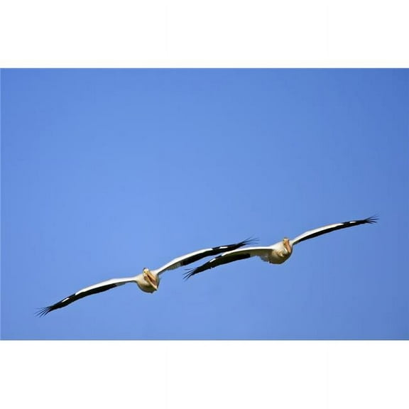 Two Pelicans in Flight Poster Print by Richard Wear, 34 x 22 - Large