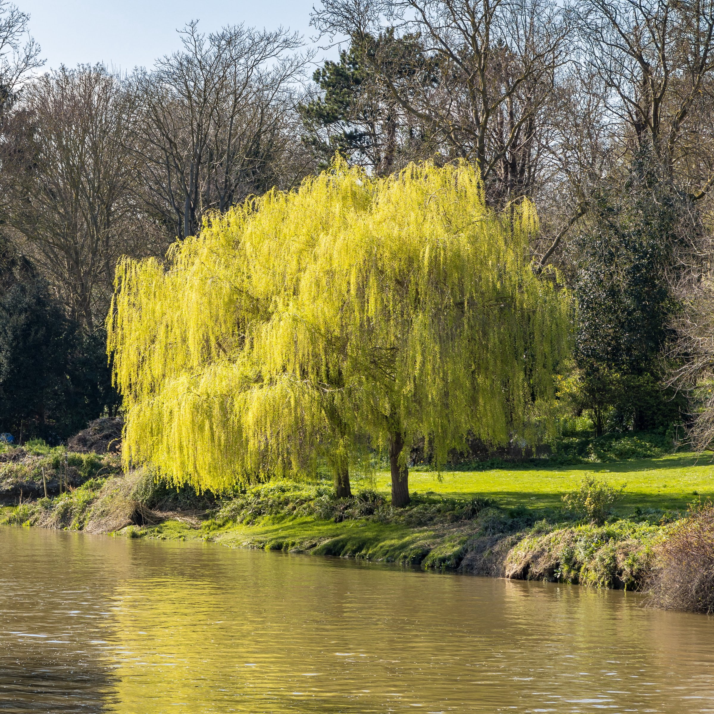 National Plant Network 3 gal Weeping Willow Live Tree with Full Sunlight