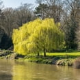 3 gal Weeping Willow Live Tree with Full Sunlight