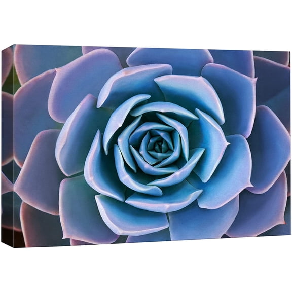 wall26 Canvas Print Wall Art Blue Purple Desert Echeveria Succulent Nature Floral Photography Realism Botanical Wilderness Zen Rustic Colorful Decorative for Living Room, Bedroom, Office - 24"x3