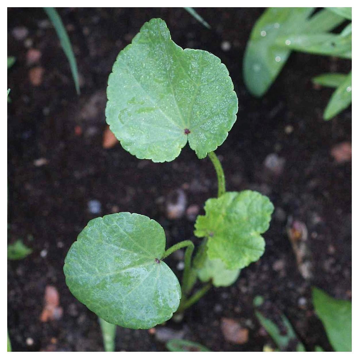 Everwilde Farms - 1 lb Tree Mallow Garden Flower Seeds - Gold Vault Bulk Seed Packet