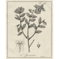 thumbnail image 3 of Vision Studio 20x24 Black Modern Framed Museum Art Print Titled - Antique Black and White Botanical VIII, 3 of 5