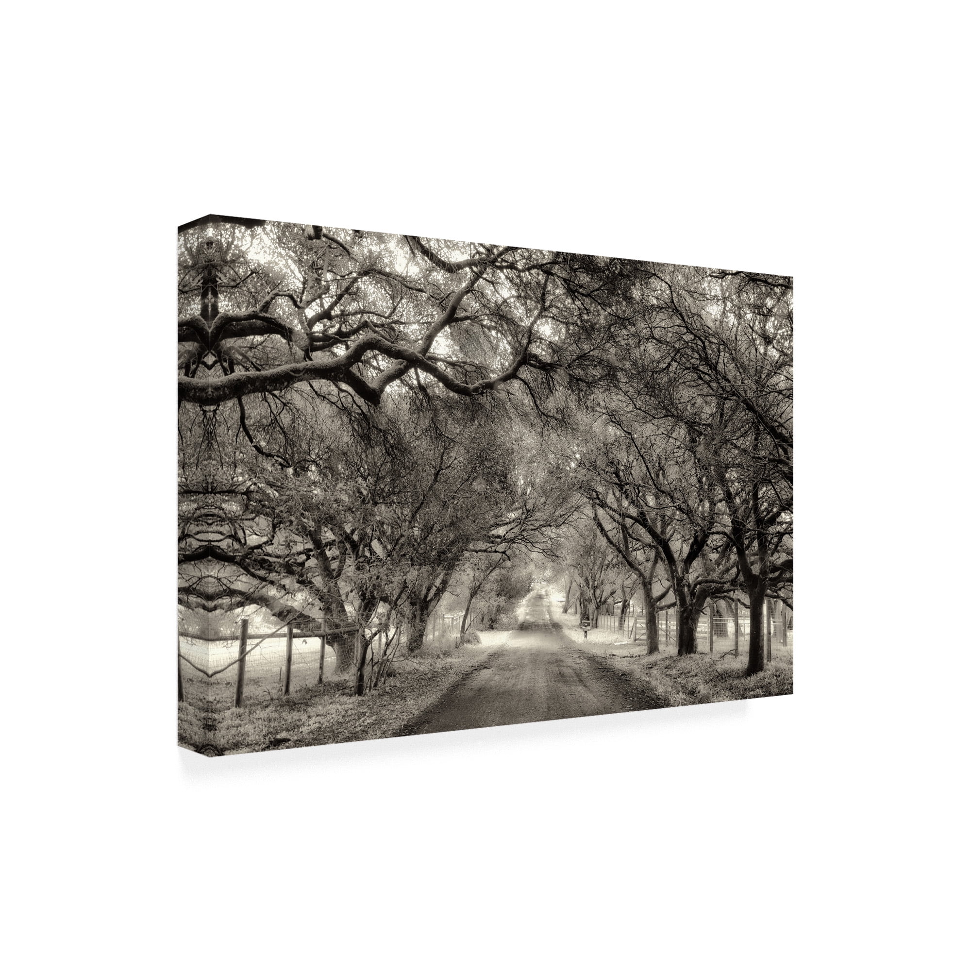 Trademark Fine Art 'Canopy On Trees' Canvas Art by Lucy Aro
