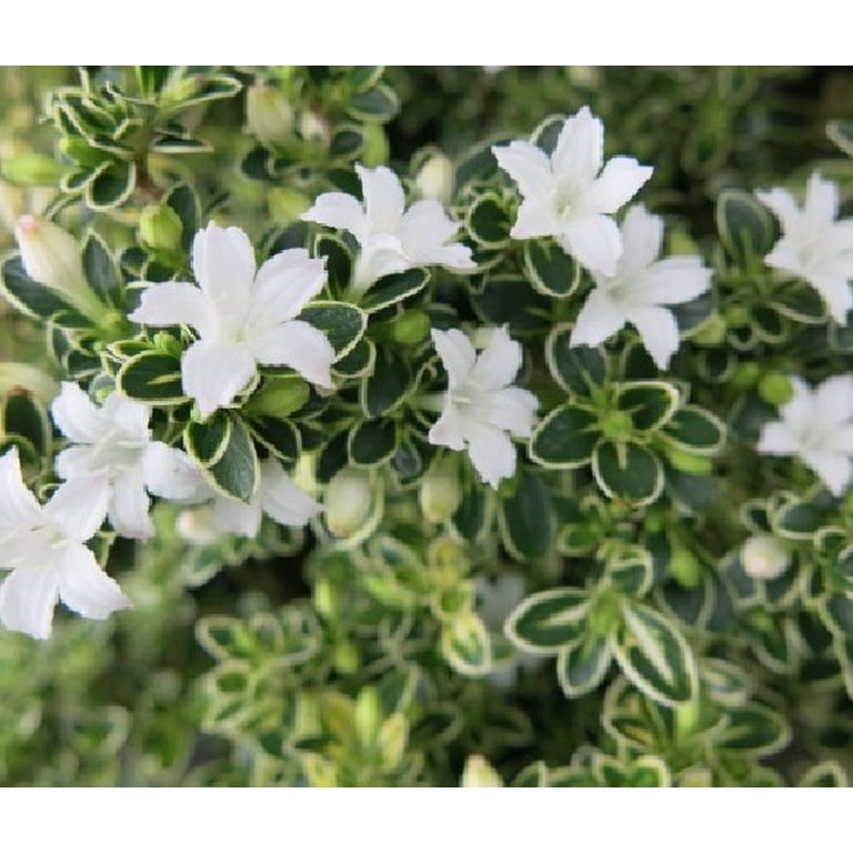 Variegated Japanese Snow Rose Serissa - 4" Pot - House Plant or Bonsai -  Walmart.com