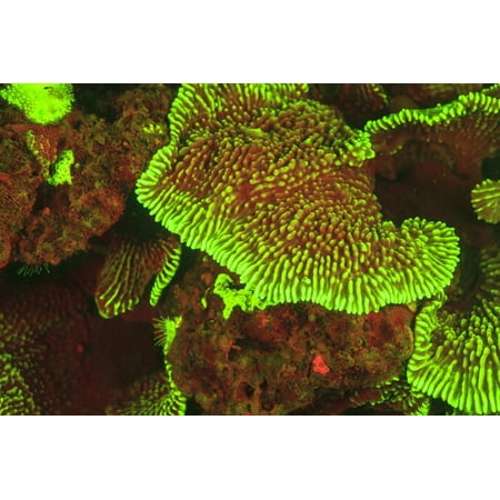Fluorescing sponges and hard coral at Night dive, Wetar Island, Banda Sea, Indonesia Print Wall Art By Stuart (Best Diving Spots Indonesia)