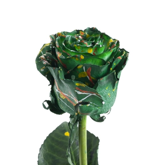 "Painted Jasper Confetti" Roses - 50 cm - Fresh Cut Flowers - 50 Stems - Green Roses - by Bloomingmore
