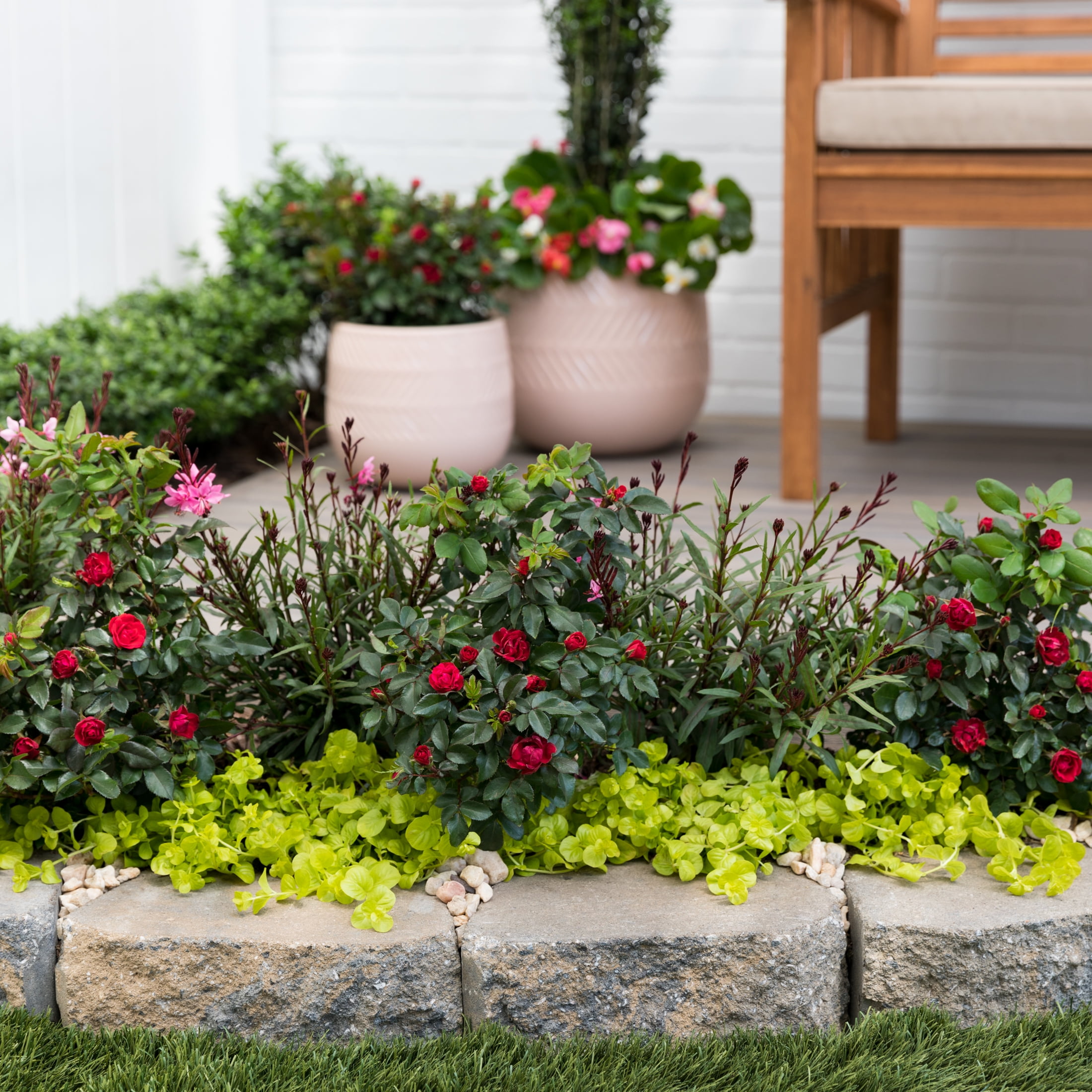 The Knock Out® Family of Roses 'The Petite Knock Out® Rose' Live Shrub in 2-Quart Grower Pot (3-Pack)