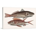 thumbnail image 1 of ARTCANVAS Croaker Squirrelfish 1754 Canvas Art Print by Mark Catesby - Size: 26" x 18" (0.75" Deep), 1 of 9