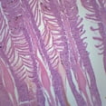 thumbnail image 2 of 10PK Gills of Freshwater Fish - Prepared Microscope Slides - Classroom Pack, 10 Slides in Storage Case - Biology & Microscopy - Eisco Labs, 2 of 4