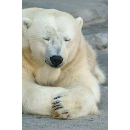 Sleepy Polar Bear Journal 150 Page Lined Notebook Diary