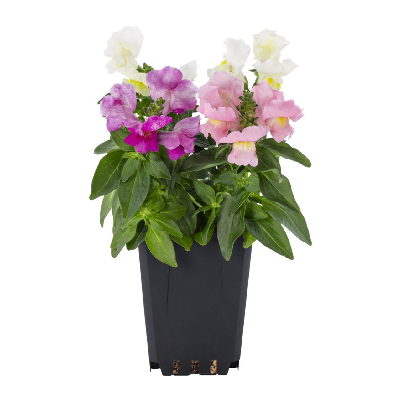 Expert Gardener 1PT Multicolor Snapdragon Live Annual Plant Sun 6-Pack