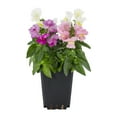 thumbnail image 2 of Expert Gardener 1PT Multicolor Snapdragon Live Annual Plant Sun 6-Pack, 2 of 7