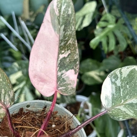 Variegated Pink Philodendron Plant Live, 4-8 Inches Tall, Tropical Philodendron Plant Live Indoor Houseplant