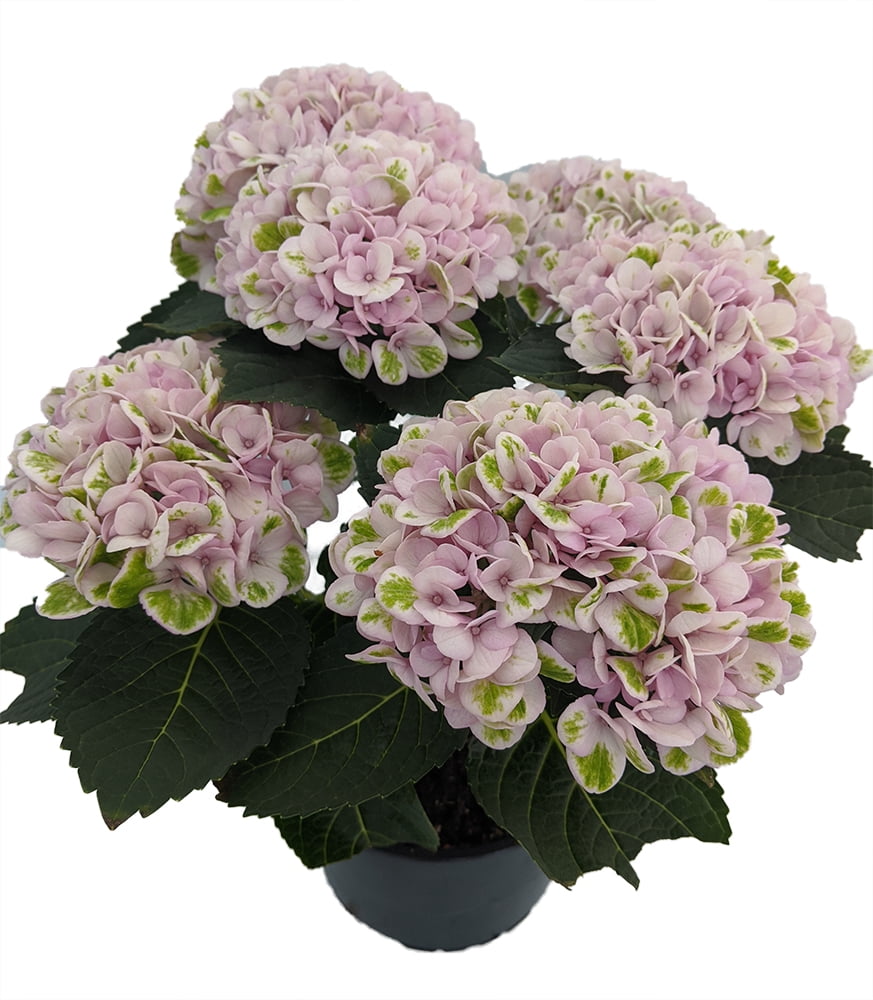 Image of Magical Revolution Hydrangea Image 4