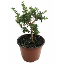 Bahama Berry - Mounjean Tea - Nashia inaguensis - 4" Pot - Herbal Tea