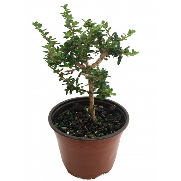 Bahama Berry - Mounjean Tea - Nashia inaguensis - 4" Pot - Herbal Tea