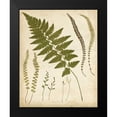 thumbnail image 2 of Heath, Francis G. 15x18 Black Modern Framed Museum Art Print Titled - Fern Portfolio II, 2 of 5
