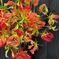 thumbnail image 4 of HJADGG Bulbes de Rothschildiana Gloriosa (Lys de Feu/lys en Flammes) - Vigne Grimpante Exotique Fleur 8 Pcs / 20 Pcs Floraisons Rouges et Jaunes Vibrantes pour Jardin et Contenants (Rouge,8), 4 of 6