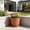 Red#3, variant on yuHome Retros-Style Faux-Ceramic Planter | Breathable Rhizome Controlling Pot | Plastic Flower Pot with Base Tray | 8.07X7.09X5.12In Plump Fleshy Plants Container for Indoor Outdoor Home Decor