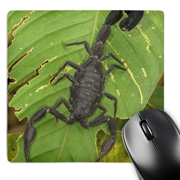3dRose, Peru, Amazon River, Madre de Dios, Black scorpion - SA17 BJA0023 - Jaynes Gallery, MousePad
