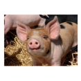 thumbnail image 1 of Kevin Milner Piggy Countryside Greetings Card, 1 of 1