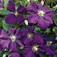 thumbnail image 2 of Clematis Jackmanii - Live Plant in a 4 Inch Growers Pot - Clematis 'Jackmanii' - Starter Plants Ready for The Garden - Beautiful Violet Purple Flowering Vine, 2 of 5