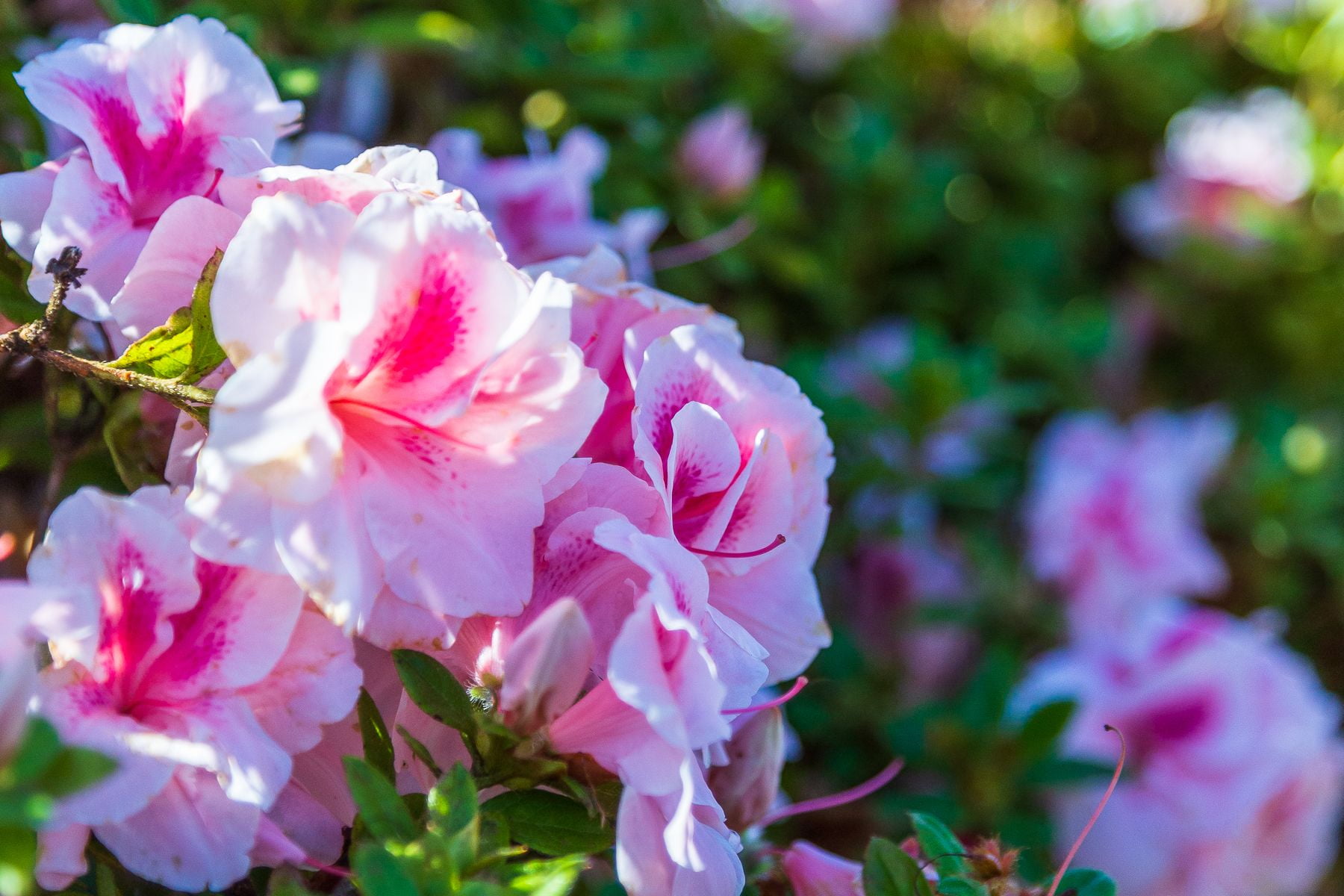 Encore Azalea Autumn Belle (3 Gallon) Pink Flowering Shrub - Full Sun Live Outdoor Plant