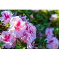 thumbnail image 4 of Encore Azalea Autumn Belle (1 Gallon) Pink Flowering Shrub - Full Sun Live Outdoor Plant, 4 of 10