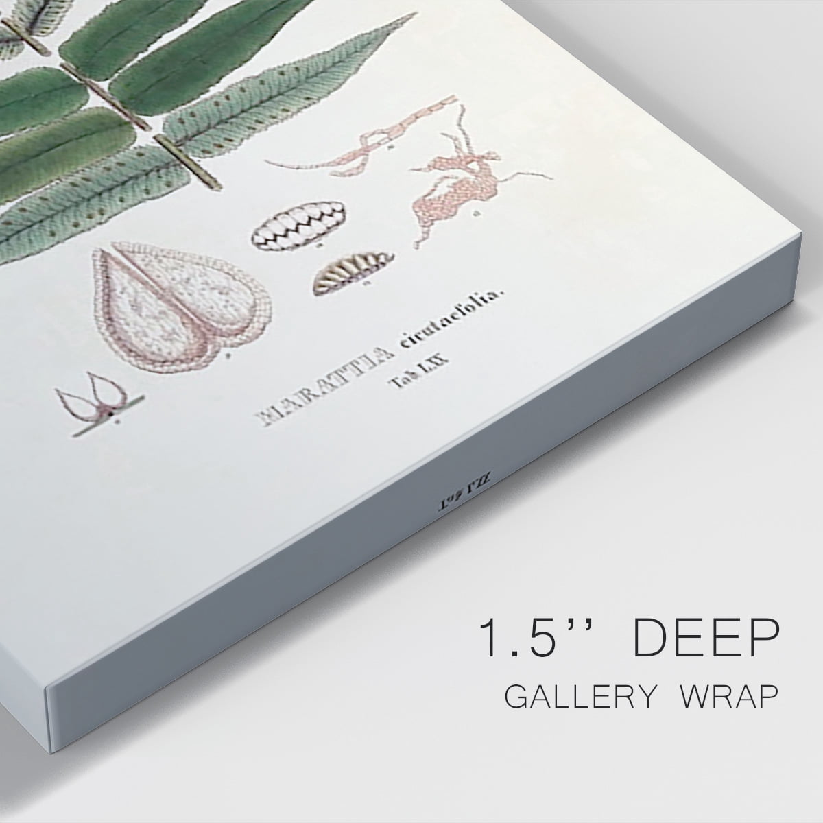 Botanical Society Ferns XII Premium Gallery Wrapped Canvas - Ready to Hang