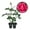2 Plants, variant on Grande Dame Rose Bush - 2 Live Starter Plants in 2 Inch Growers Pots - Beautifully Fragrant Hybrid Tea Rose - A Versatile Beauty with a Rich Fragrance