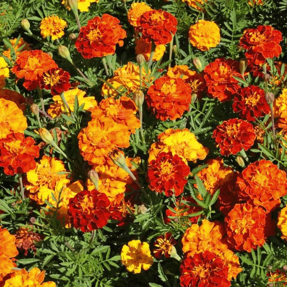 Everwilde Farms - 1/4 Lb Sparky Mix French Marigold Garden ...