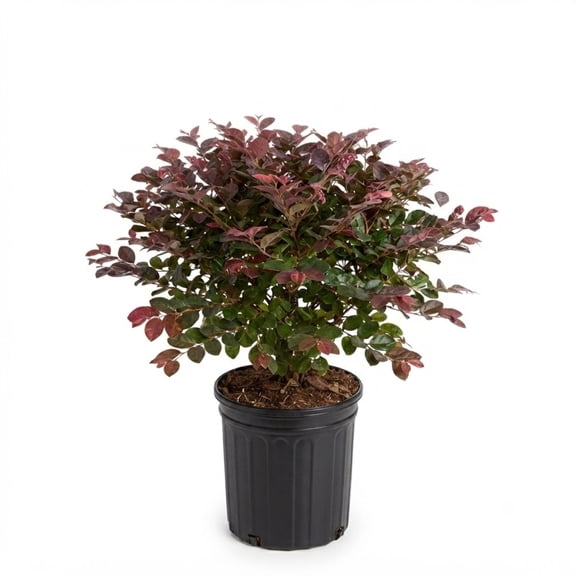 Expert Gardener Ruby Loropetalum 'Chinese Fringe Flower' (2.5 Quart) Pink Blooming Evergreen Shrub with Purple Foliage - Full Sun Live Outdoor Plant