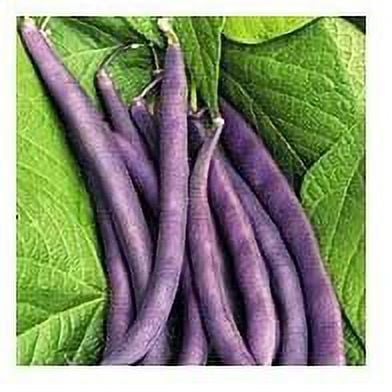 Todd's Seeds - Royal Burgandy Bean Seed - 20g Seed Packet