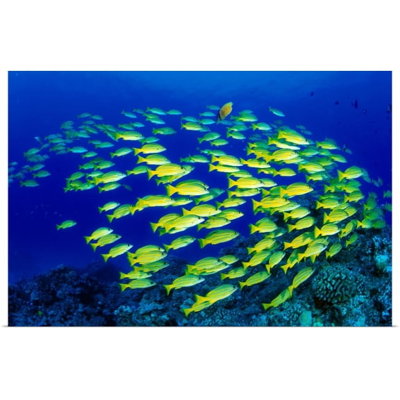 Great BIG Canvas | Rolled Dave Fleetham Poster Print entitled Hawaii, Large School Of Blue Stripe Snappers (Lutjanus Kasmira) Over Reef