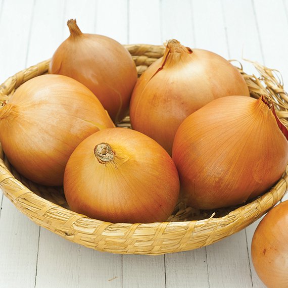 Onion Sets Sweet Yellow