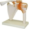 Walter Products Shoulder Joint Model